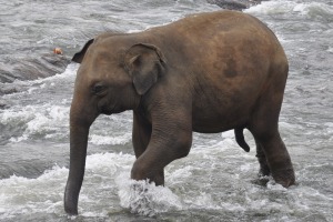 Elephants in Sri Lanka